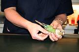 VETERINAIRE NAC 038